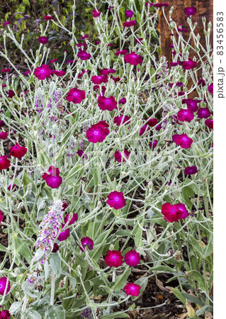 Lychnis Atrosanguinea 83456583