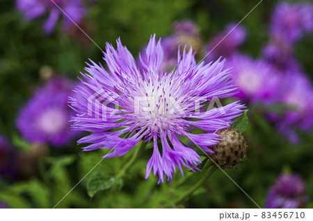 Centaurea dealbata Centaurea dealbata 83456710