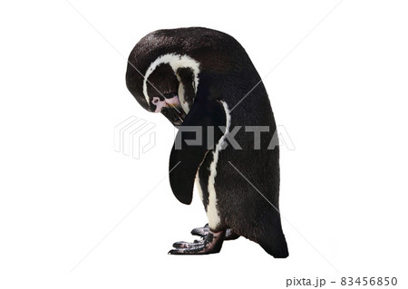 Penguin bird looking sad and lonely cut out on and isolated 83456850