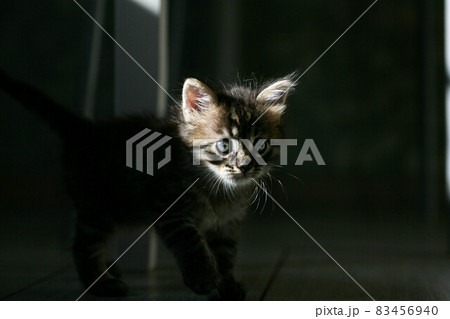 Street little kitten met a dog and is scared. The little kitten ran away from home and got lost in Street little kitten met a dog and is scared. The little kitten ran away from home and got lost in 83456940