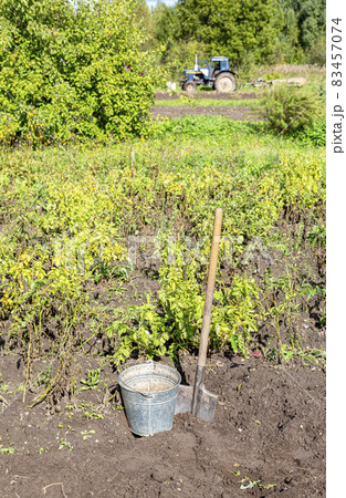 Harvesting organic potatoes in metal bucket and shovel at the vegetable garden 83457074