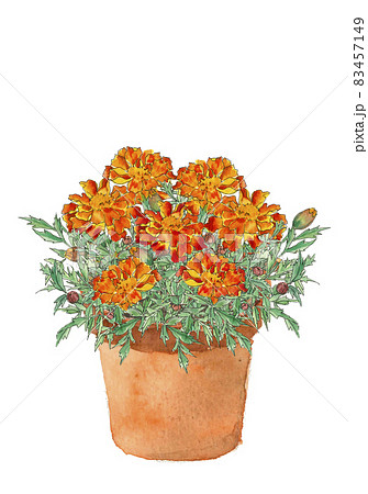 鉢植えのマリーゴールド 手描き水彩画 花 素材 白バック 透過背景のイラスト素材