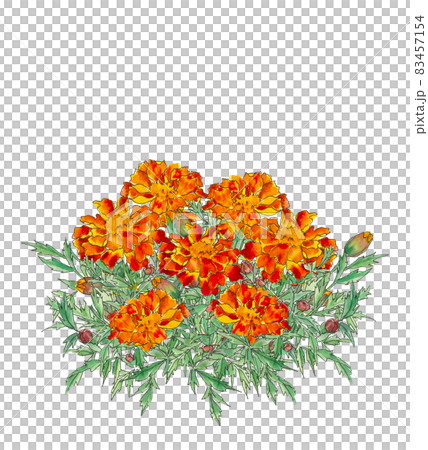 萬壽菊【水彩】花卉素材白色背景 PNG 83457154
