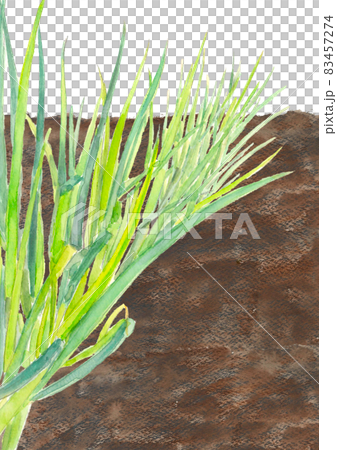 Field long onion (white onion) [Watercolor] Vegetable material White background PNG 83457274