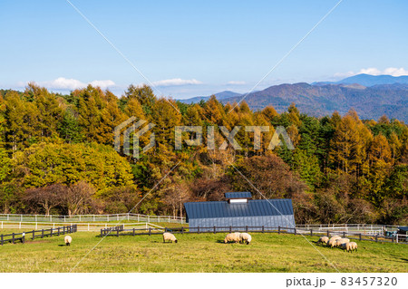 山梨県立まきば公園 放牧のヒツジ 高原の牧場 山梨県立まきば公園 放牧のヒツジ 高原の牧場 83457320