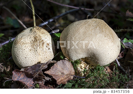 Scleroderma citrinum, Common Earthball fungi a round ground woodland mushroom in the autumn 83457356
