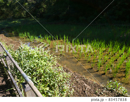 生田緑地の中の田んぼ 83457838