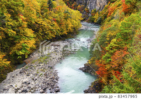見頃を迎えた沙流川渓谷の紅葉(北海道 日高) 見頃を迎えた沙流川渓谷の紅葉(北海道 日高) 83457965