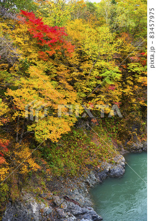 見頃を迎えた沙流川渓谷の紅葉（北海道 日高） 83457975