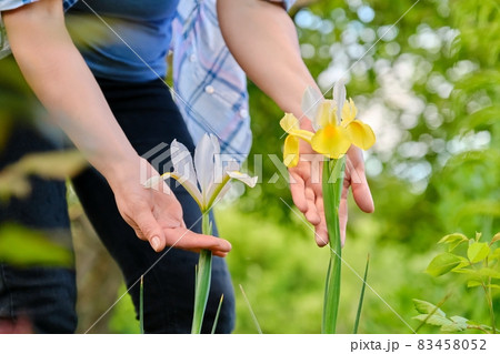 Decorative flowers irises of yellow and white color in the hands of a woman 83458052