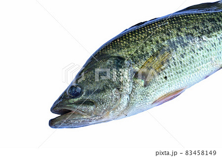 生きているブラックバスの上半身の画像 83458149