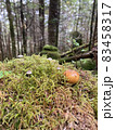 北八ヶ岳の苔とキノコ 83458317