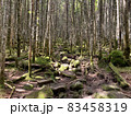 北八ヶ岳の苔 83458319