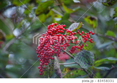 ガマズミの実 83458331
