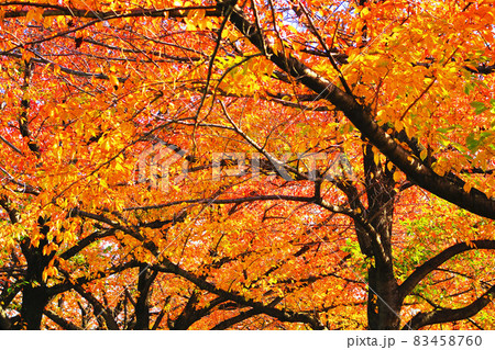赤羽桜堤緑地の桜の木の紅葉の風景 東京都北区 の写真素材