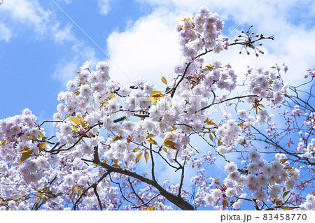 青空の雲と満開の桜クローズアップ 83458770