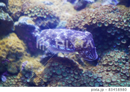 綺麗なイカ　コブシメ 83458980