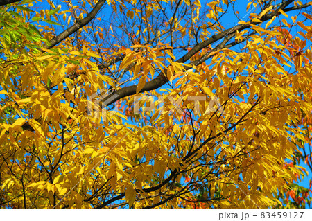 赤羽桜堤緑地の桜の木の紅葉の風景(東京都北区) 赤羽桜堤緑地の桜の木の紅葉の風景(東京都北区) 83459127