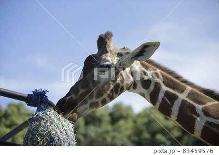 大牟田市 動物園 キリンの食事、 大牟田市 動物園 キリンの食事、 83459576