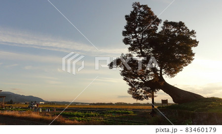 滋賀県多賀町にある多賀大社の御神木、男飯盛木と呼ばれる欅と田園風景です 83460179
