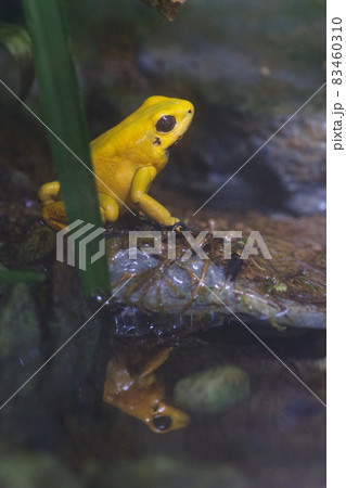 モウドクフキヤガエル 83460310
