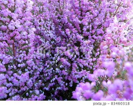 エリカ　メランセラ 83460318