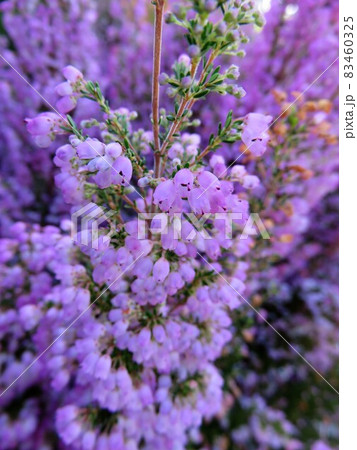 エリカ　メランセラ 83460325