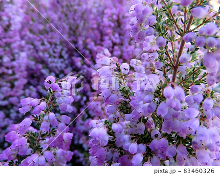 エリカ　メランセラ 83460326