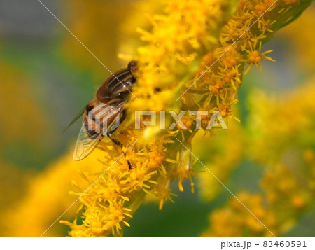 セイタカアワダチソウの花に埋もれるキゴシハナアブ 83460591