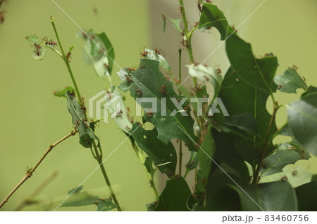 ハアリ ハアリ 83460756