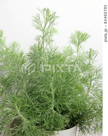 ウォーリーブッシュ 83460795