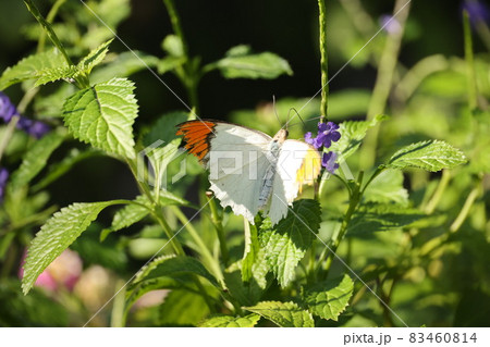 ツマベニチョウ 83460814