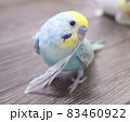 雛換羽で抜けた風切羽をもって遊ぶセキセイインコ 83460922