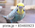 カメラ目線でポーズを決めるセキセイインコ 83460923