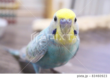 カメラ目線でポーズを決めるセキセイインコ 83460923