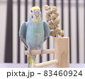 おやつの粟穂を食べてワキワキポーズで喜ぶセキセイインコ 83460924