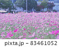 亀岡市夢コスモス園 亀岡市夢コスモス園 83461052