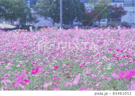 亀岡市夢コスモス園のイラスト素材