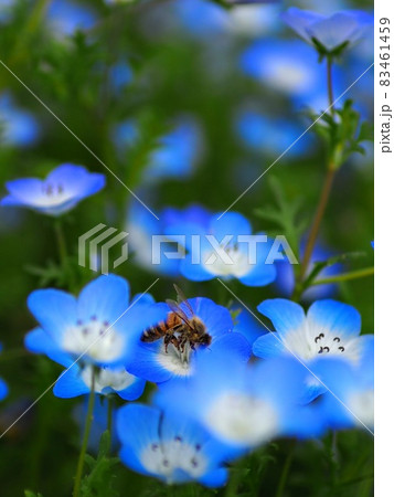 ネモフィラと蜂 ネモフィラと蜂 83461459