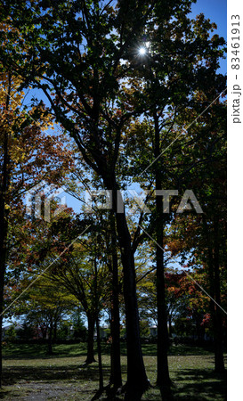 秋の木々公園の青空と紅葉縦位置 83461913