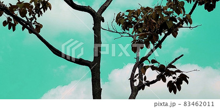 雲 屋外 風景 83462011