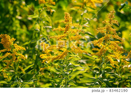 セイタカアワダチソウ セイタカアワダチソウ 83462190
