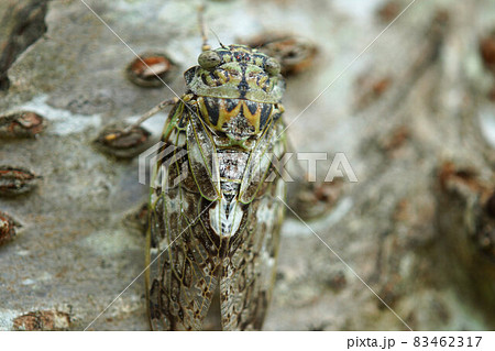 ニイニイゼミ サクラの木にとまっている 8月 ニイニイゼミ サクラの木にとまっている 8月 83462317