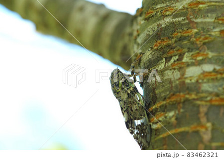 ニイニイゼミ　サクラの木にとまっている　8月 83462321