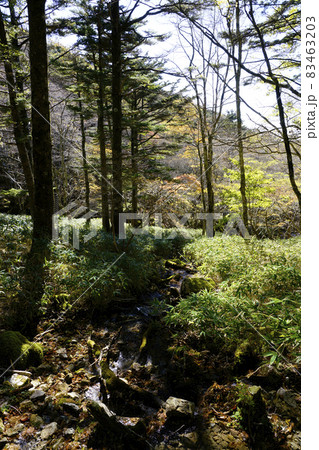 大台ケ原の遊歩道 83463203