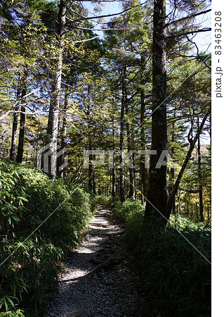 大台ケ原の遊歩道 83463208