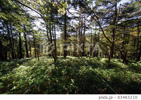 大台ケ原の遊歩道 83463210