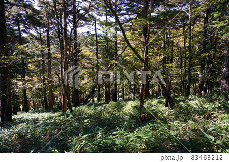 大台ケ原の遊歩道 83463212