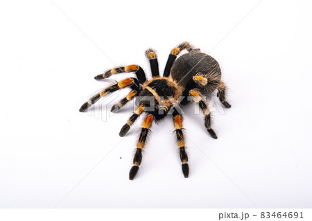 Spider Tarantula brachypelma smithi on white background. Human fear of arachnophobia. Halloween concept. Spider Tarantula brachypelma smithi on white background. Human fear of arachnophobia. Halloween concept. 83464691