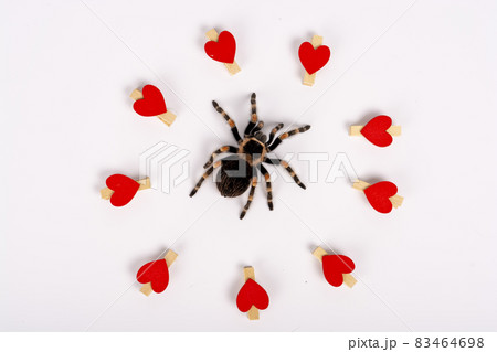Mexican redknee tarantula female spider. Spider Tarantula brachypelma smithi on white background. Valentine's Day concept. Mexican redknee tarantula female spider. Spider Tarantula brachypelma smithi on white background. Valentine's Day concept. 83464698
